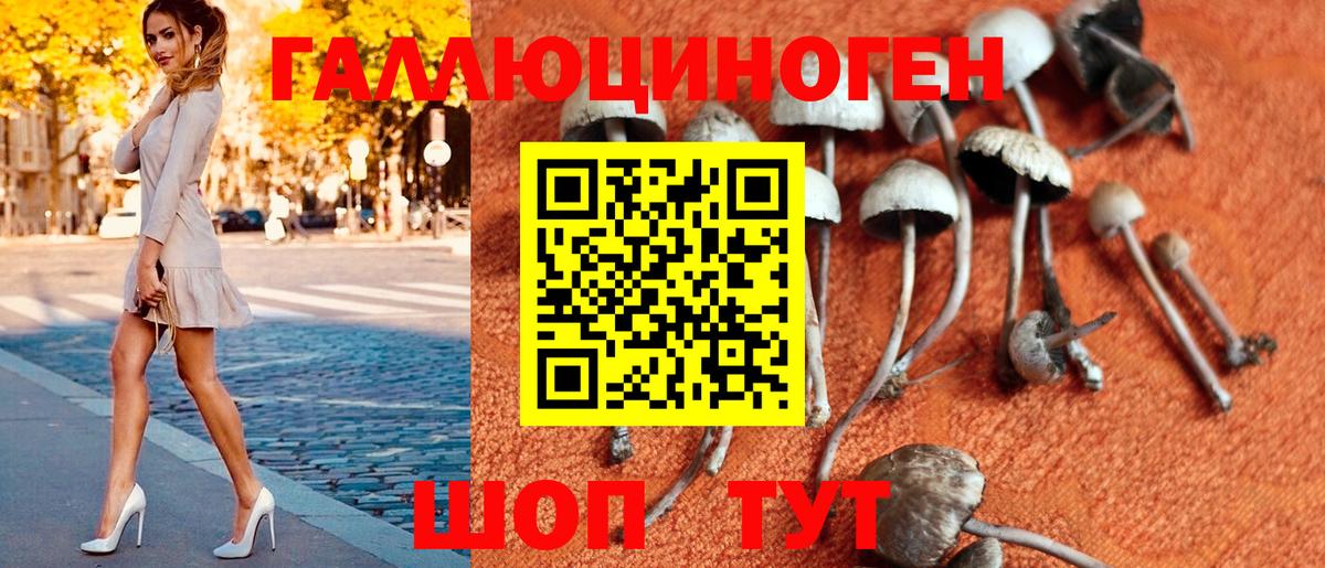 Псилоцибиновые грибы Psilocybe Глазов